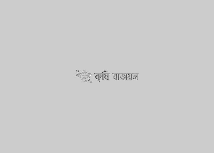 নকলায় ড্রাম সিডারের মাধ্যমে আউশ আবাদে কৃষকের মুখে হাসি