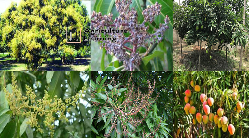 আমের ফুল ও ফল ঝরা রোধের উপায় ও সার ব্যবস্থাপনা