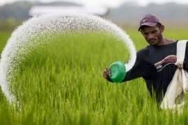 রোপণ পরবর্তী বোরো ধানের আন্তঃপরিচর্যা ও সার প্রয়োগ