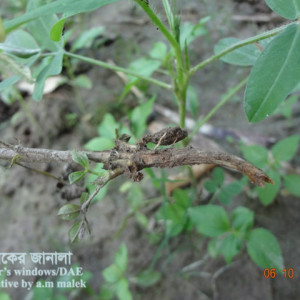 চীনাবাদামের নেতিয়ে পড়া রোগ