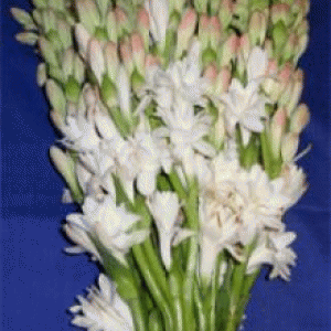 বারি রজনীগন্ধ্যা -১