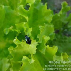 লেটুসের ফ্লি বিটল