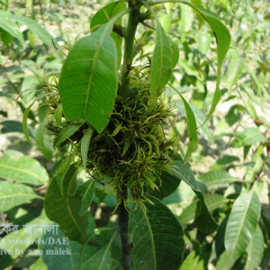 আমের অঙ্গ বিকৃতি রোগ