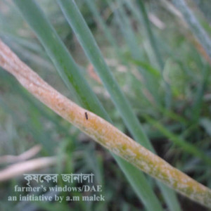 পেঁয়াজের থ্রিপস পোকা